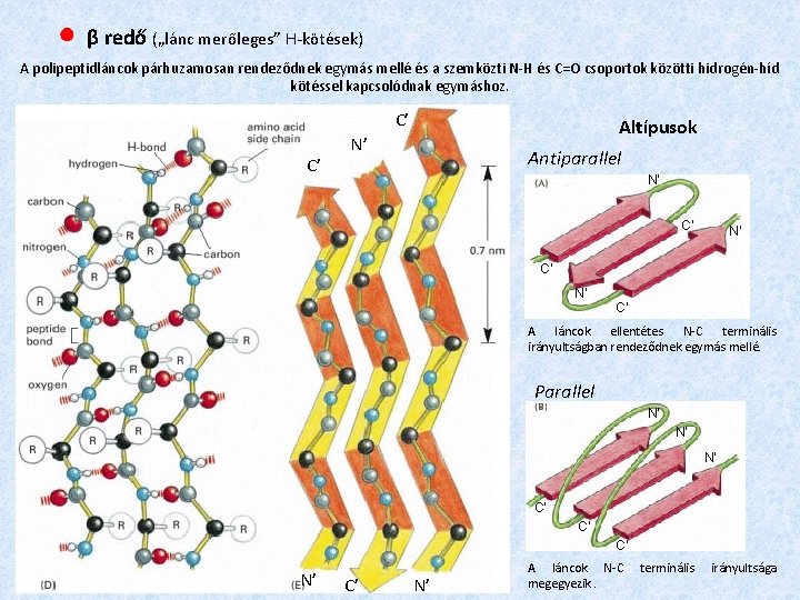 ● β redő („lánc merőleges” H-kötések) A polipeptidláncok párhuzamosan rendeződnek egymás mellé és a