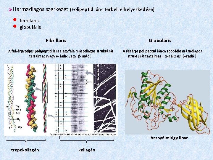  Harmadlagos szerkezet (Polipeptid lánc térbeli elhelyezkedése) ● ● fibrilláris globuláris Fibrilláris Globuláris A