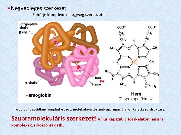  Negyedleges szerkezet Fehérje komplexek alegység szerkezete Hemoglobin Hem (Fe-protoporfirin IX) Több polipeptidlánc meghatározott