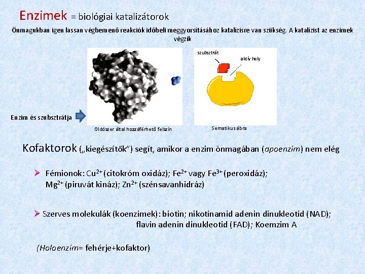 Enzimek = biológiai katalizátorok Önmagukban igen lassan végbemenő reakciók időbeli meggyorsításához katalízisre van szükség.