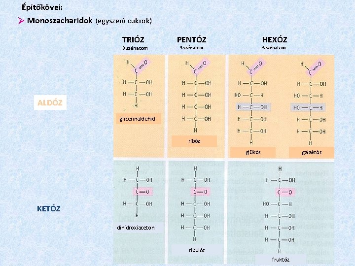 Építőkövei: Monoszacharidok (egyszerű cukrok) TRIÓZ 3 szénatom PENTÓZ HEXÓZ 5 szénatom 6 szénatom ALDÓZ