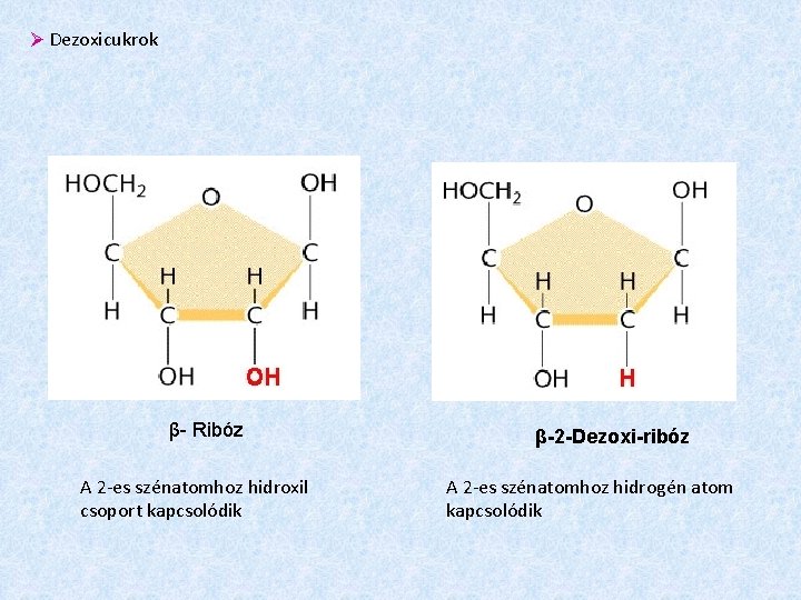  Dezoxicukrok β- Ribóz A 2 -es szénatomhoz hidroxil csoport kapcsolódik β-2 -Dezoxi-ribóz A