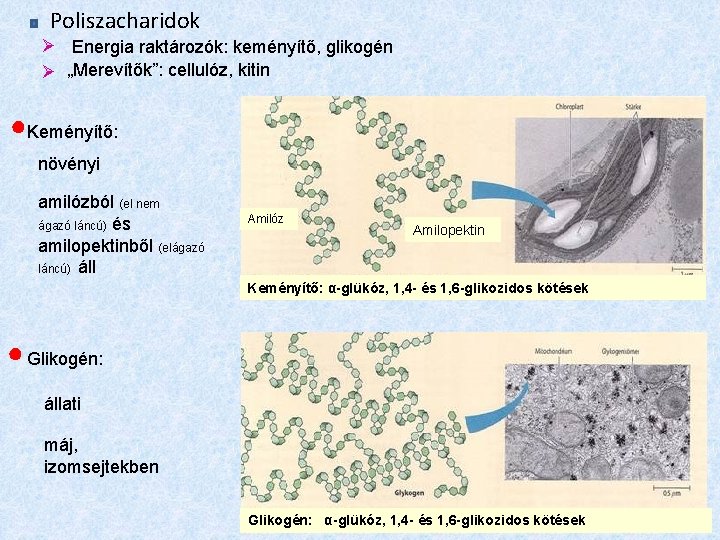 Poliszacharidok Energia raktározók: keményítő, glikogén „Merevítők”: cellulóz, kitin ●Keményítő: növényi amilózból (el nem ágazó