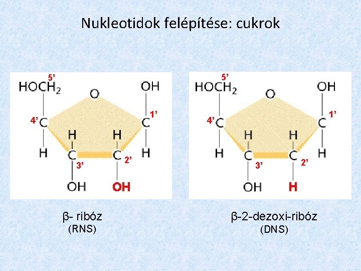 Nukleotidok felépítése: cukrok 5’ 5’ 1’ 4’ 3’ 2’ β- ribóz β-2 -dezoxi-ribóz (RNS)
