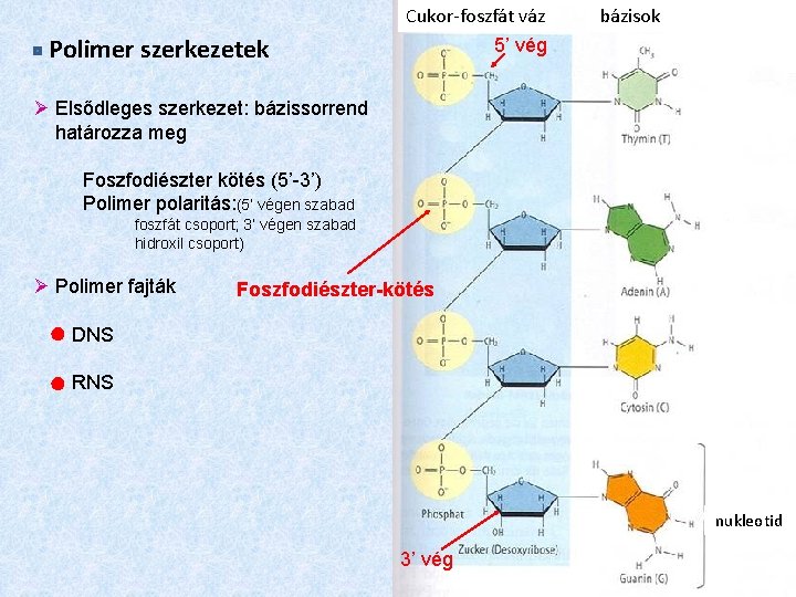 Polimer szerkezetek Cukor-foszfát váz 5’ vég bázisok Elsődleges szerkezet: bázissorrend határozza meg Foszfodiészter kötés