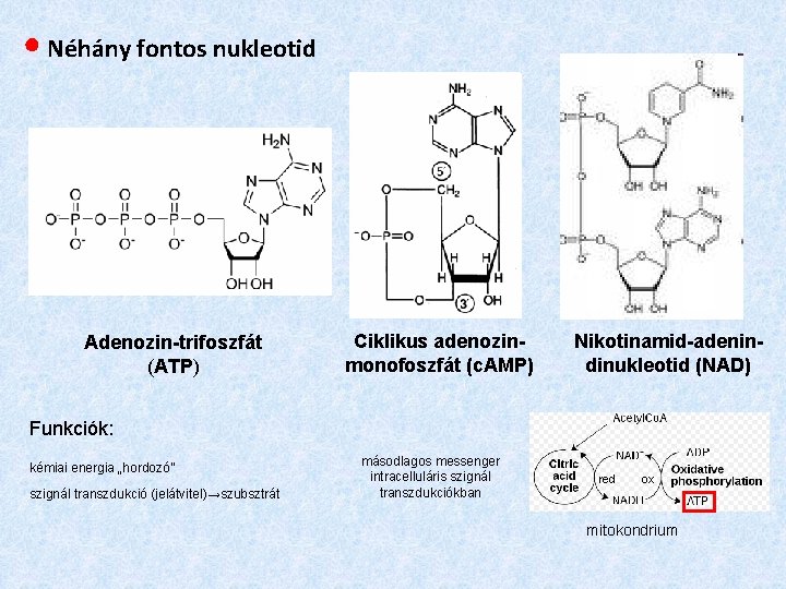 ● Néhány fontos nukleotid Adenozin-trifoszfát (ATP) Ciklikus adenozinmonofoszfát (c. AMP) Nikotinamid-adenindinukleotid (NAD) Funkciók: kémiai