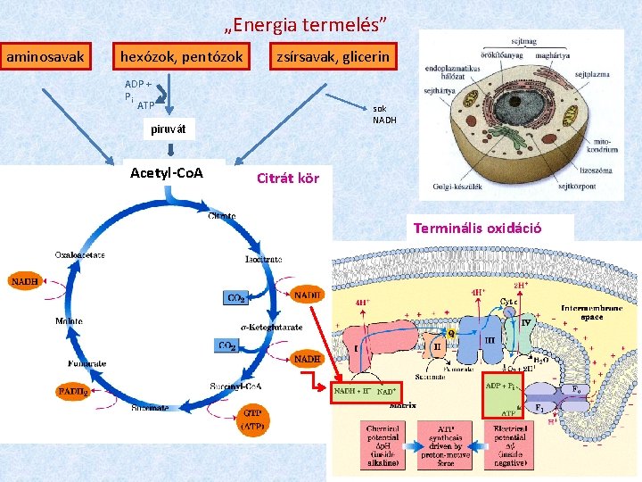 „Energia termelés” aminosavak hexózok, pentózok zsírsavak, glicerin ADP + Pi ATP sok NADH piruvát