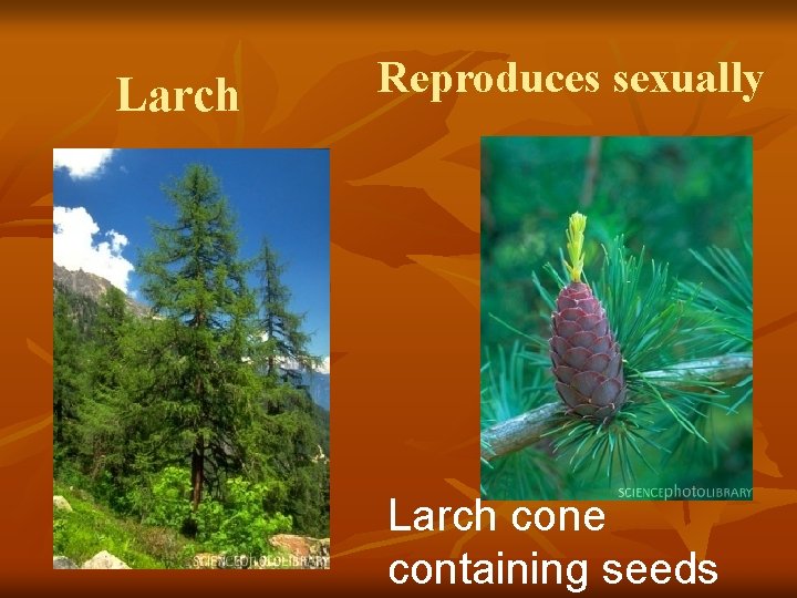 Larch Reproduces sexually Larch cone containing seeds 