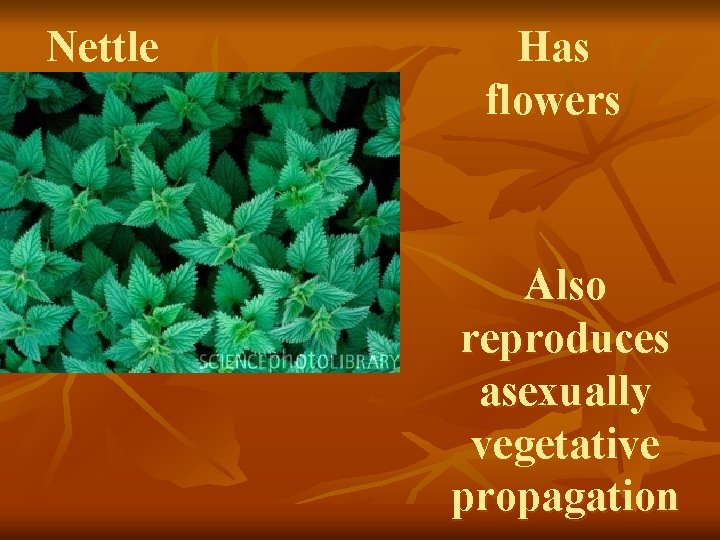 Nettle Has flowers Also reproduces asexually vegetative propagation 