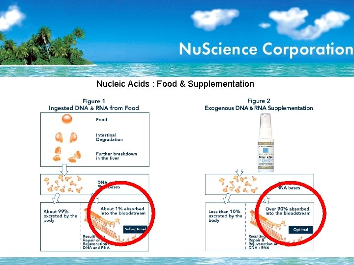 Nucleic Acids : Food & Supplementation 
