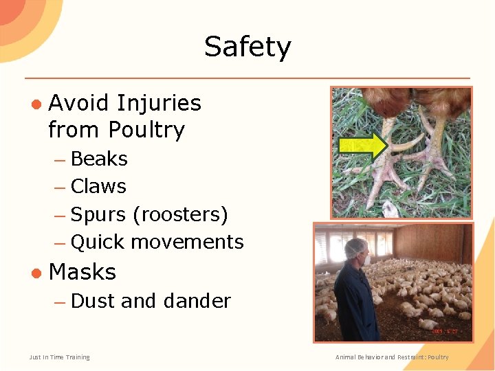 Safety ● Avoid Injuries from Poultry – Beaks – Claws – Spurs (roosters) –