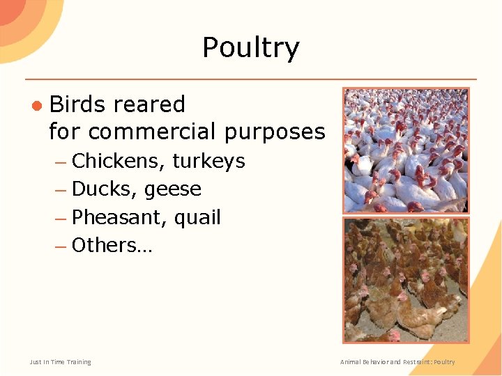 Poultry ● Birds reared for commercial purposes – Chickens, turkeys – Ducks, geese –