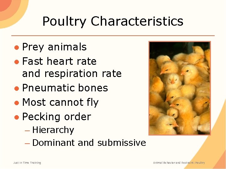 Poultry Characteristics ● Prey animals ● Fast heart rate and respiration rate ● Pneumatic