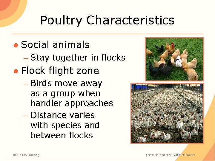 Poultry Characteristics ● Social animals – Stay together in flocks ● Flock flight zone