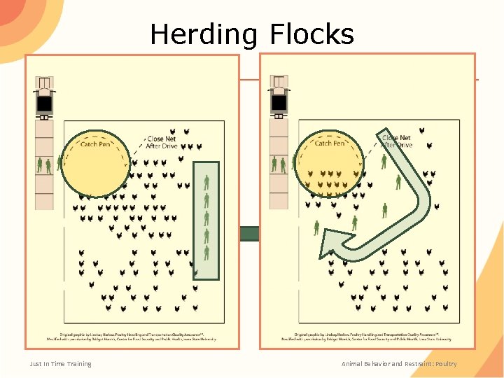 Herding Flocks Just In Time Training Animal Behavior and Restraint: Poultry 