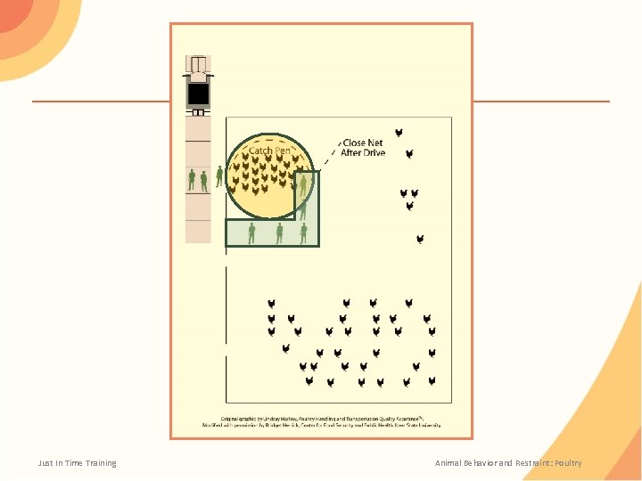 Just In Time Training Animal Behavior and Restraint: Poultry 