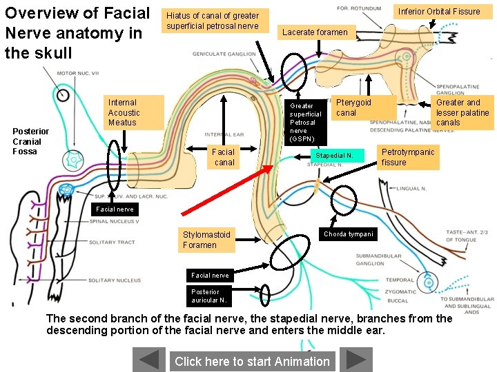 Overview of Facial Nerve anatomy in the skull Posterior Cranial Fossa Hiatus of canal