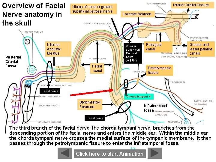 Overview of Facial Nerve anatomy in the skull Posterior Cranial Fossa Hiatus of canal