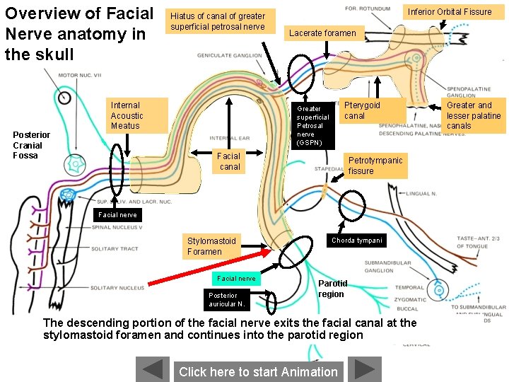 Overview of Facial Nerve anatomy in the skull Posterior Cranial Fossa Hiatus of canal