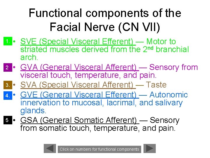 Functional components of the Facial Nerve (CN VII) 1. 2. 3. 4. 5. •