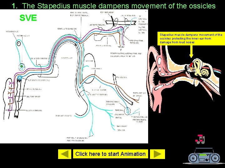 1. The Stapedius muscle dampens movement of the ossicles SVE  Stapedius muscle dampens