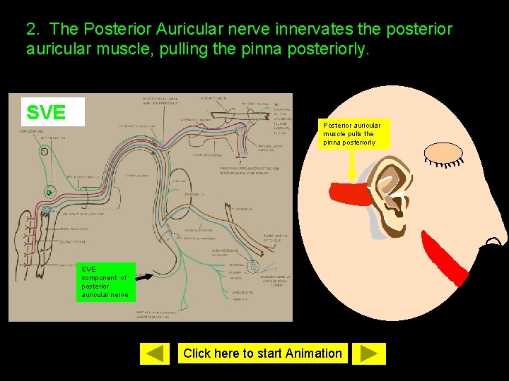2. The Posterior Auricular nerve innervates the posterior auricular muscle, pulling the pinna posteriorly.