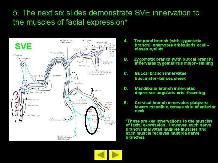 5. The next six slides demonstrate SVE innervation to the muscles of facial expression*