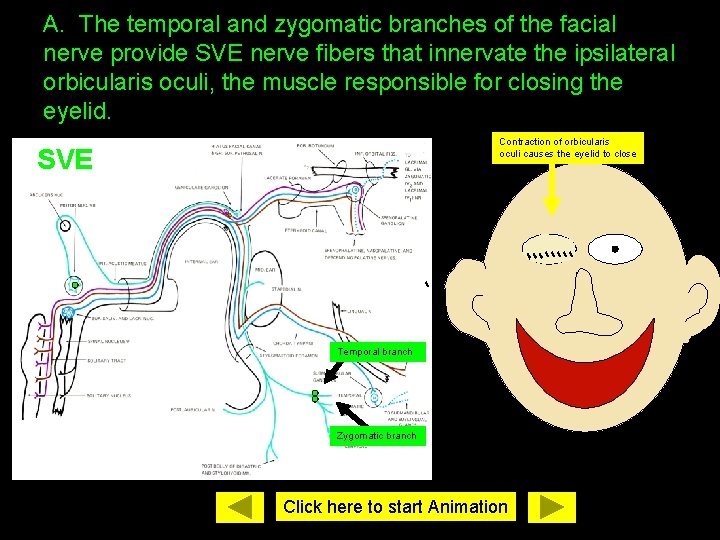 A. The temporal and zygomatic branches of the facial nerve provide SVE nerve fibers