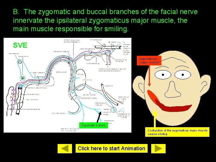 B. The zygomatic and buccal branches of the facial nerve innervate the ipsilateral zygomaticus