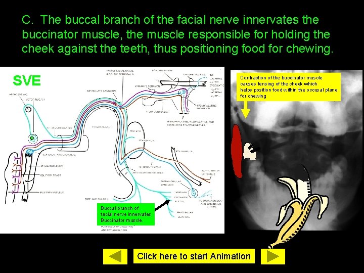 C. The buccal branch of the facial nerve innervates the buccinator muscle, the muscle