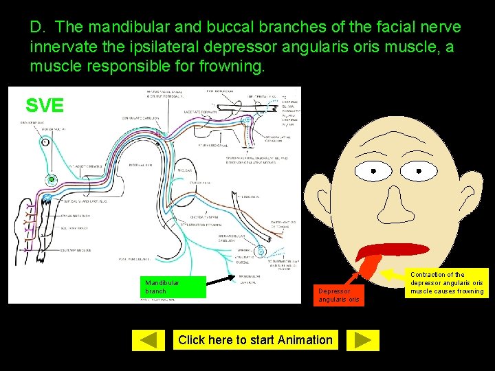 D. The mandibular and buccal branches of the facial nerve innervate the ipsilateral depressor