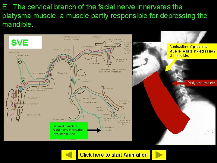 E. The cervical branch of the facial nerve innervates the platysma muscle, a muscle