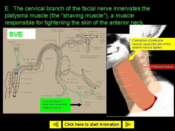 E. The cervical branch of the facial nerve innervates the platysma muscle (the “shaving