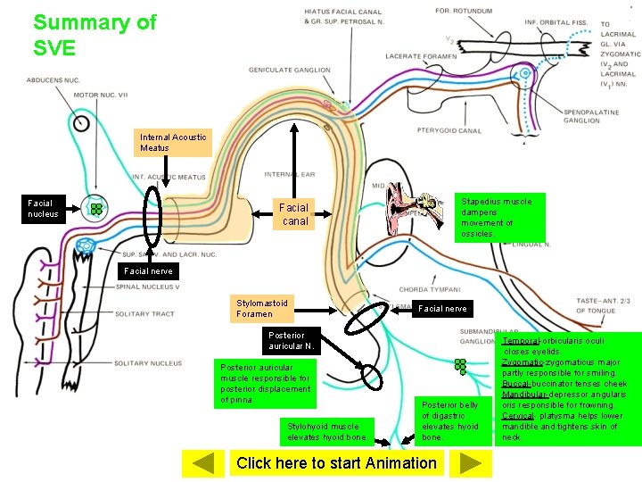 Summary of SVE Internal Acoustic Meatus Facial nucleus Stapedius muscle dampens movement of ossicles.