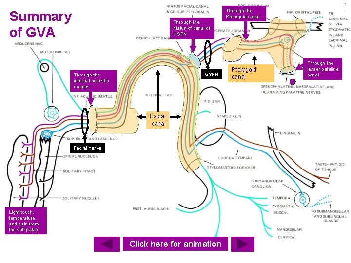 Through the Pterygoid canal Summary of GVA Through the hiatus of canal of GSPN