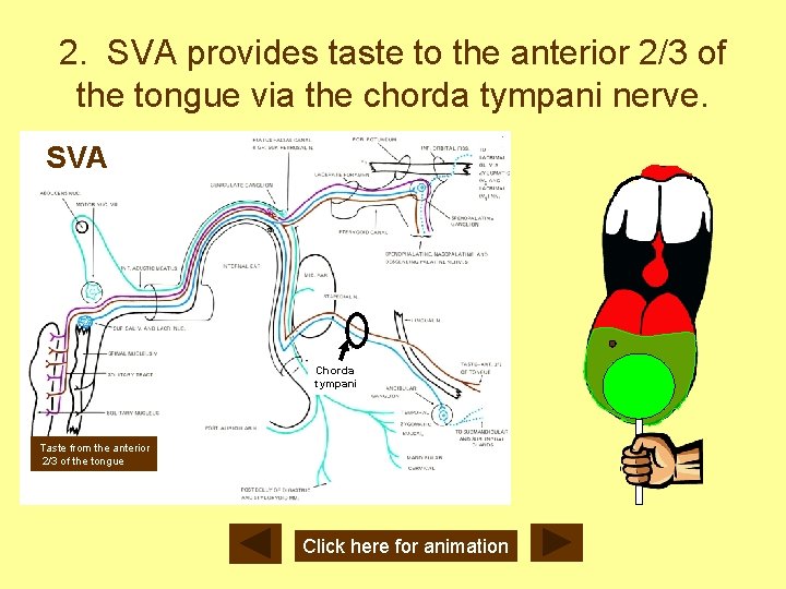 2. SVA provides taste to the anterior 2/3 of the tongue via the chorda