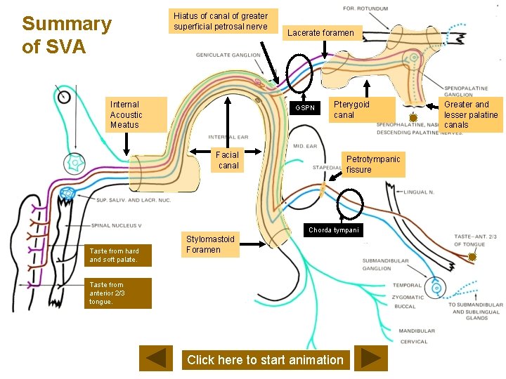 Summary of SVA Hiatus of canal of greater superficial petrosal nerve Internal Acoustic Meatus