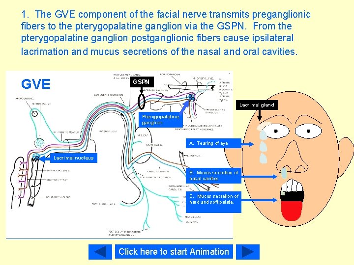 1. The GVE component of the facial nerve transmits preganglionic fibers to the pterygopalatine