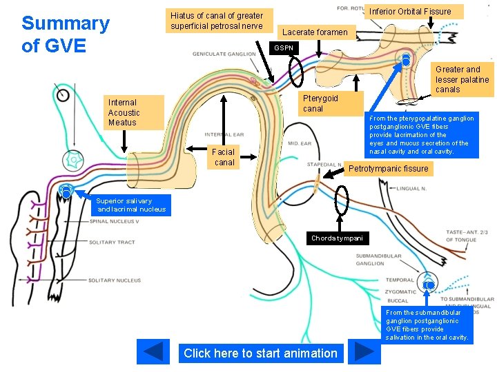 Summary of GVE Hiatus of canal of greater superficial petrosal nerve Inferior Orbital Fissure