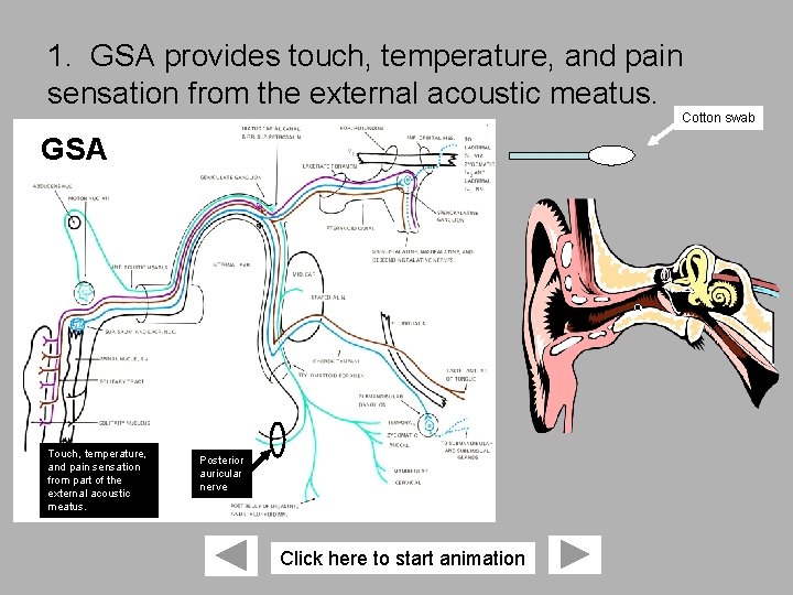 1. GSA provides touch, temperature, and pain sensation from the external acoustic meatus. Cotton