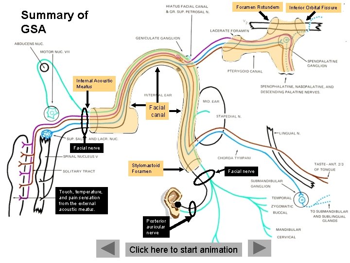 Foramen Rotundem Summary of GSA Internal Acoustic Meatus Facial canal Facial nerve Stylomastoid Foramen