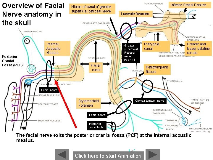 Overview of Facial Nerve anatomy in the skull Posterior Cranial Fossa (PCF) Hiatus of