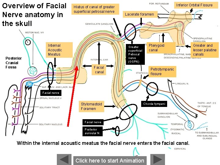 Overview of Facial Nerve anatomy in the skull Posterior Cranial Fossa Hiatus of canal