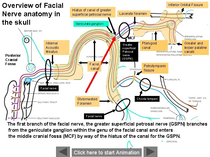 Overview of Facial Nerve anatomy in the skull Inferior Orbital Fissure Hiatus of canal