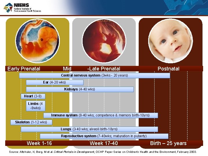 Windows of Exposure Early Prenatal Mid -Late Prenatal Postnatal Central nervous system (3 wks
