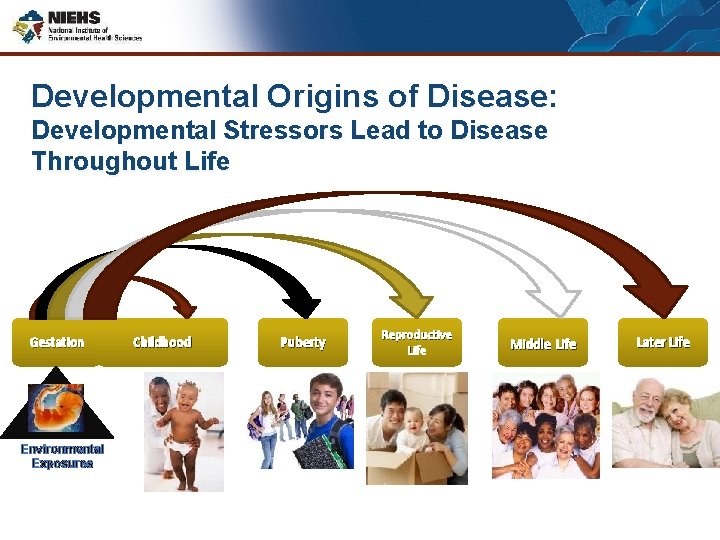 Developmental Origins of Disease: Developmental Stressors Lead to Disease Throughout Life Gestation Environmental Exposures