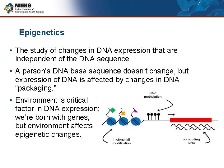 Epigenetics • The study of changes in DNA expression that are independent of the