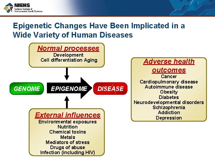 Epigenetic Changes Have Been Implicated in a Wide Variety of Human Diseases Normal processes