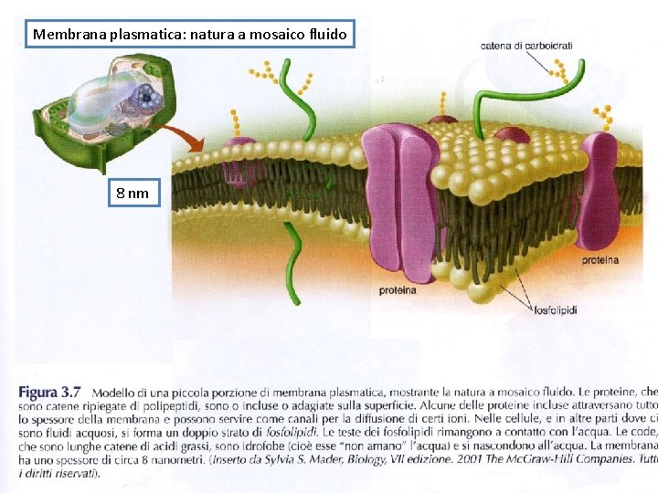 Membrana plasmatica: natura a mosaico fluido 8 nm Membrana plasmatica: natura a mosaico fluido 8 nm