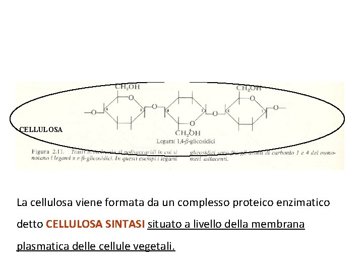 AMIDO CELLULOSA La cellulosa viene formata da un complesso proteico enzimatico detto CELLULOSA SINTASI AMIDO CELLULOSA La cellulosa viene formata da un complesso proteico enzimatico detto CELLULOSA SINTASI